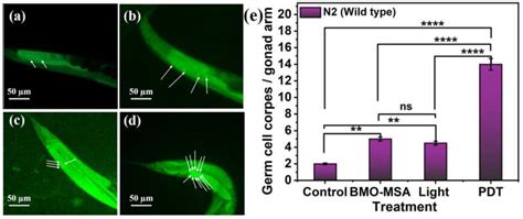  Porfyrine Nanostrukturen: De Wonderstof Voor Energieopslag En Fotodynamische Therapie!