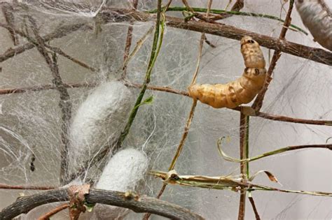 Silkworm Silk: Een Revolutionaire Biomateriaal voor Weefselherstel en Verankeringstechnologieën!